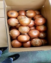 レンゴー青果